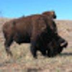 Horatio's Homemade Ice Cream